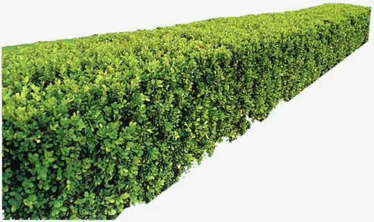 绿化带环境素材图片免抠