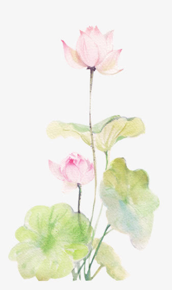 荷花素材免抠