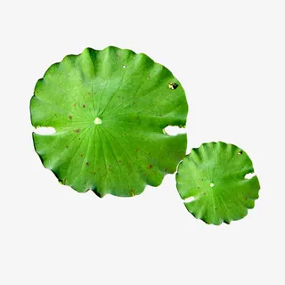 荷叶免抠