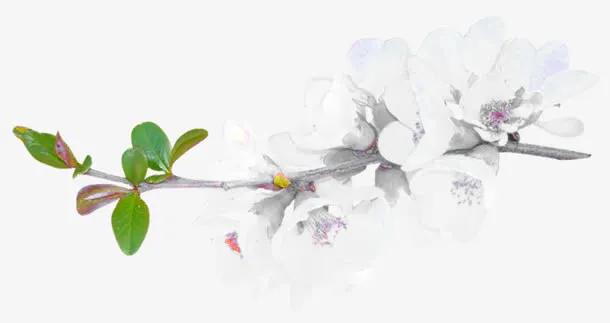 桃花免抠