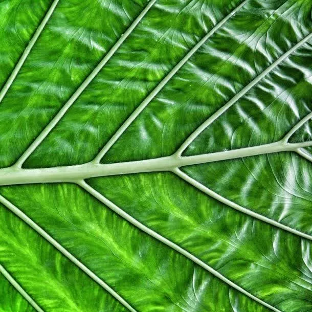 碧绿的叶子免抠背景底纹元素