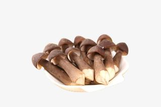 精选优质野生鸡枞菌免抠