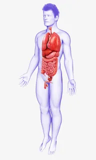 男性人体器官医学插画免抠