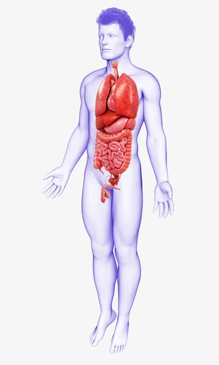 男性人体器官医学插画免抠