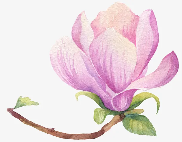 文艺清新花草海报设计装饰玉兰花免抠