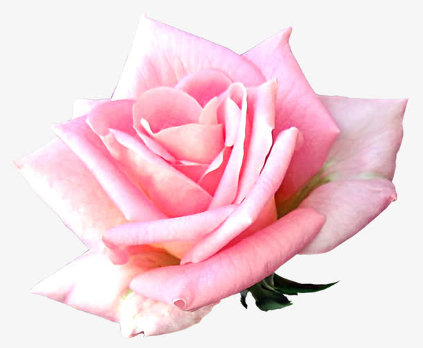 粉花免抠