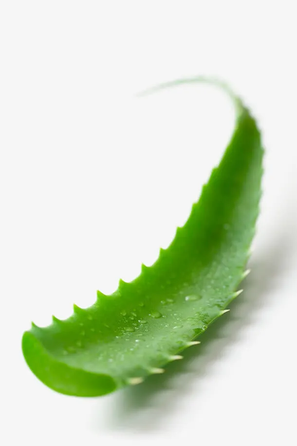 芦荟免抠
