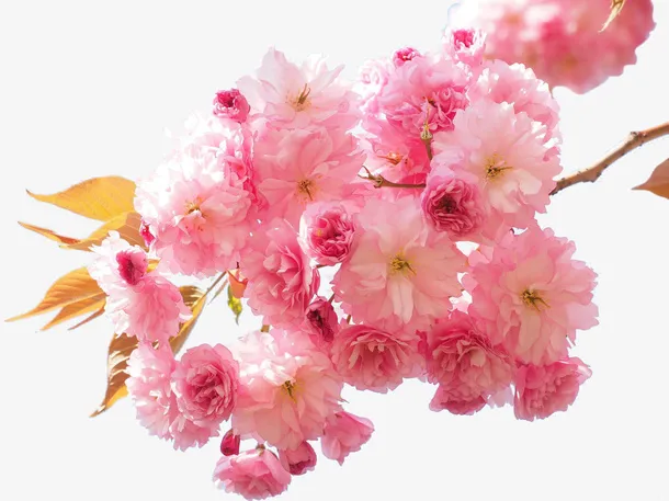 阳光明媚春日里盛开的樱花免抠动植物植物元素