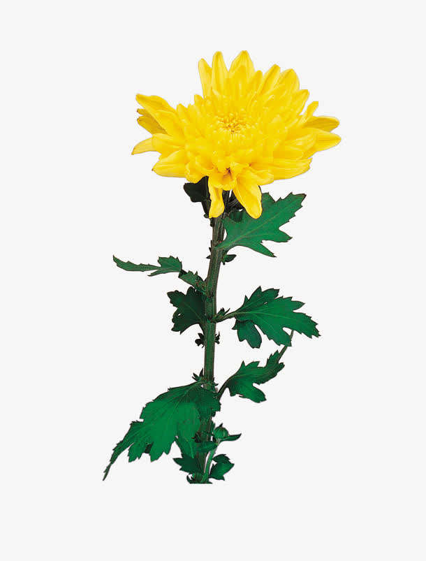 一朵菊免抠
