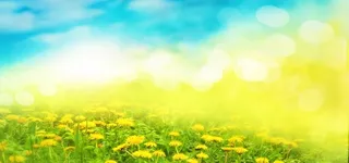 蓝天白云黄色花朵绚丽唯美渐变海报背景高清