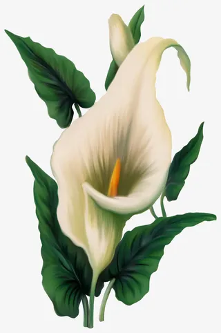 白色鲜花装饰花免抠