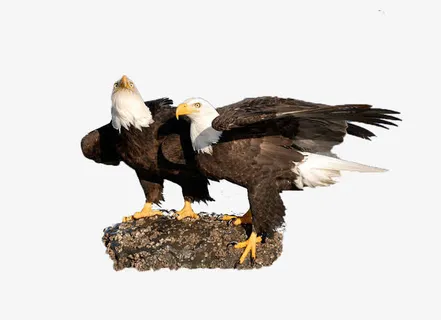 在礁石上休息的海雕免抠