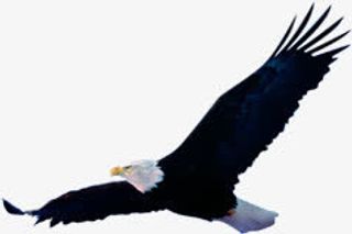 高清飞翔的大雁插图免抠