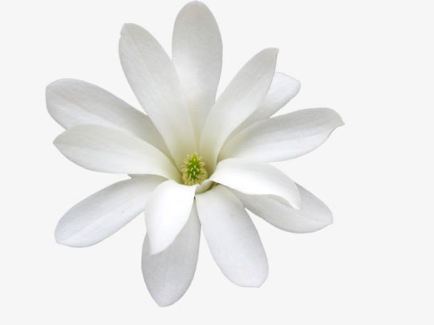 白色花朵免抠