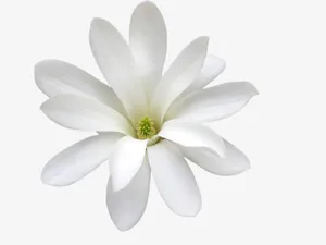 白色花朵免抠