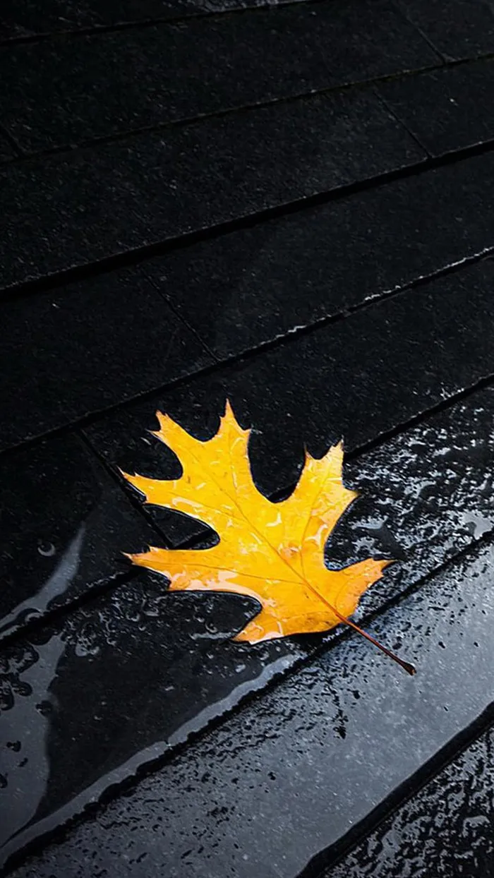 雨后落叶H5背景高清