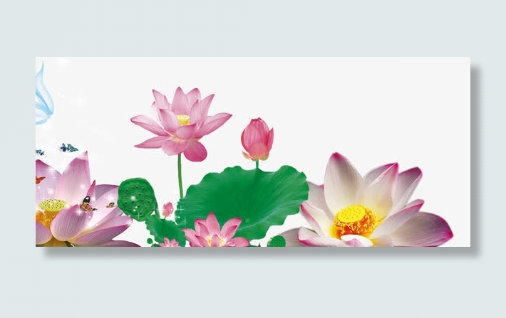 灿烂的荷花免抠