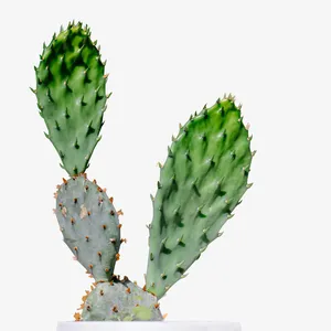 春天 仙人掌 绿色 鲜花免抠