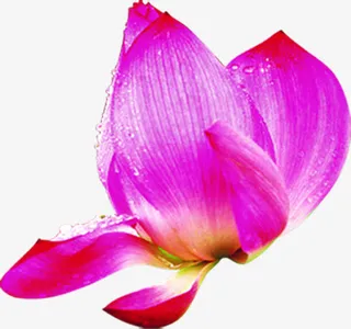 创意合成鲜艳的荷花造型设计免抠