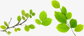 黄绿色清新女鞋文艺树枝免抠