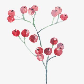 圣诞节清新浆果装饰图免抠