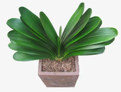 免抠君子兰png免抠