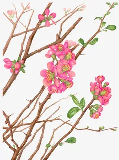 桃花桃枝免扣素材免抠