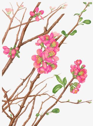 桃花桃枝免扣素材免抠