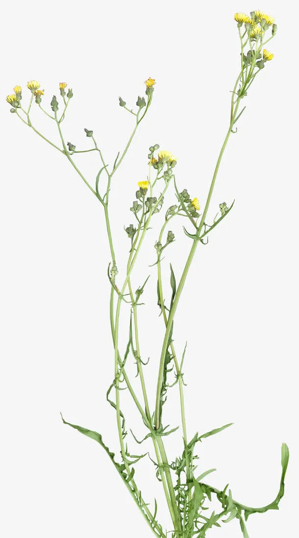 唯美花卉图片花卉设计素材免抠