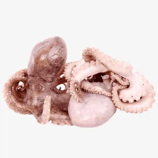 卡通手绘水彩新鲜的八爪鱼免抠