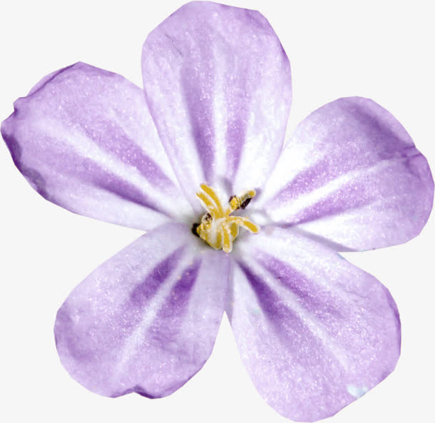 紫色花瓣免抠