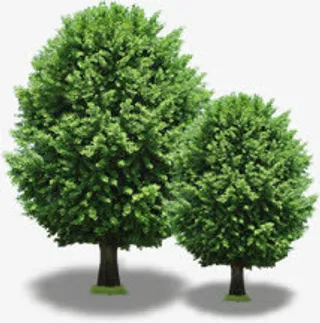 春天清新公园景观大树植物免抠