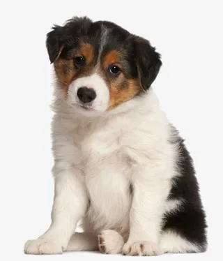 呆萌的小狗免抠