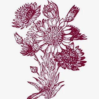 手绘素描菊花免抠