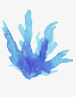 蓝色海草海藻植物免抠