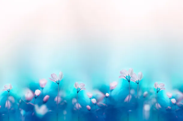 蓝色底粉色的花免抠