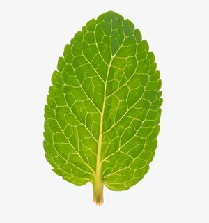 薄荷叶特写免抠