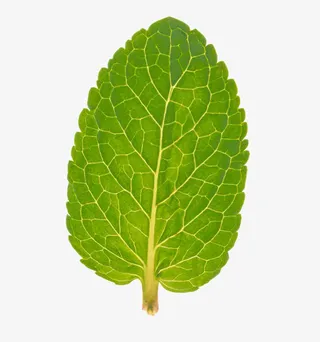 薄荷叶特写免抠