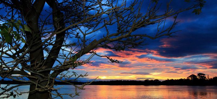 夜色大树海报背景高清
