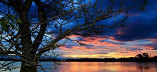 夜色大树海报背景高清