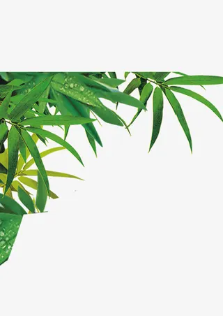 树叶树枝边角装饰免抠