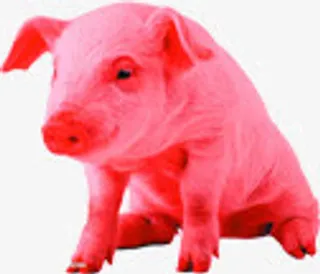 高清红色小猪图标免抠