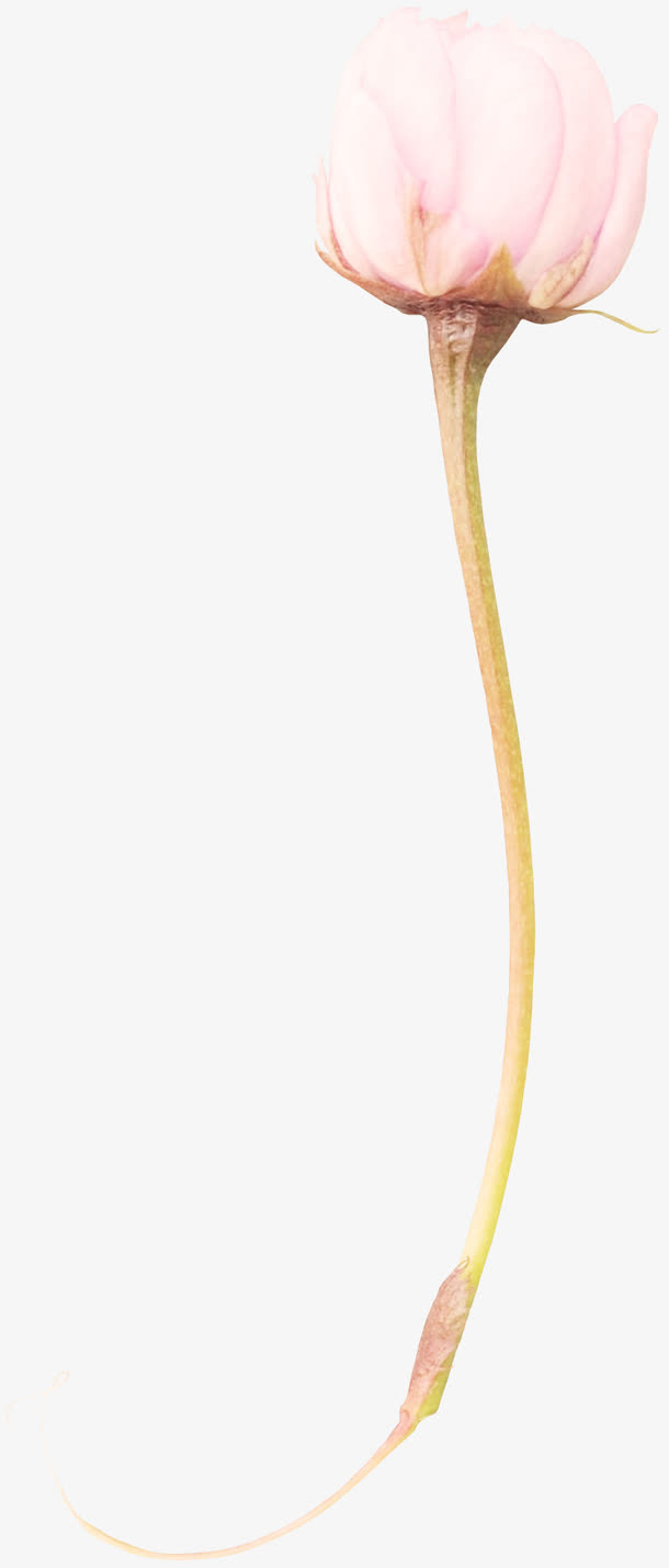 一朵鲜花免抠
