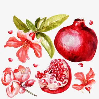 手绘石榴和石榴花免抠