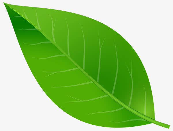 绿叶纹理免抠