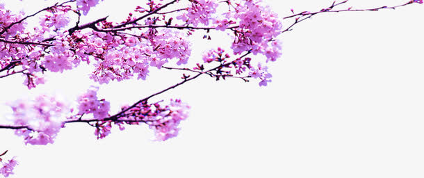 春季粉色桃花树枝免抠