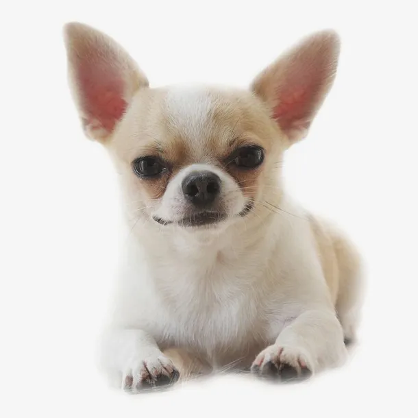 吉娃娃萌犬小狗免抠