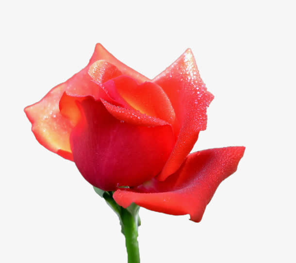 一朵月季花免抠