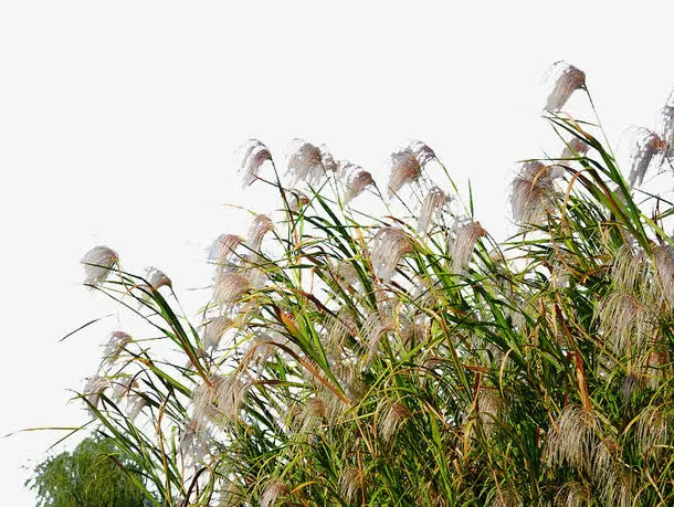 湿地边郁郁葱葱的芦苇荡免抠