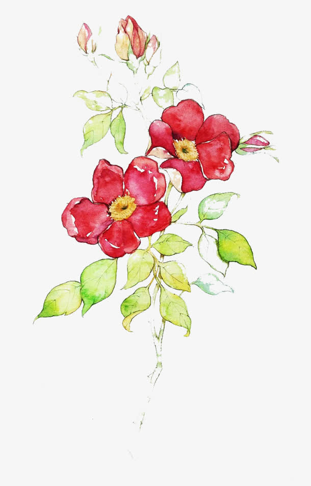 一半开花图片素材免抠